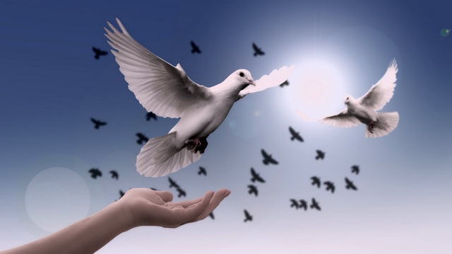 20191026pixabay CC0 dove 3426187